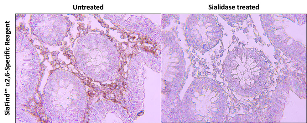 IHC-alpha-2,6-Specific