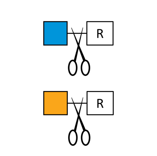 Beta-N-Acetylhexosaminidase