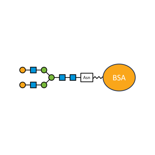 G2N-BSA