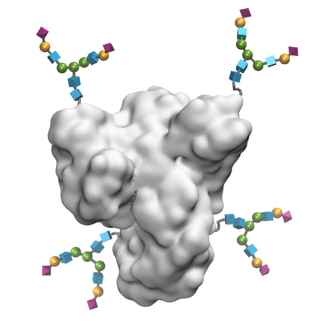 BSA-SGN-Neoglycoproteins BSA-SGN-Neoglycoproteins image