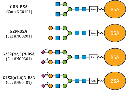 Neoglycoproteins-BSA N-Glycoprotein Standards image
