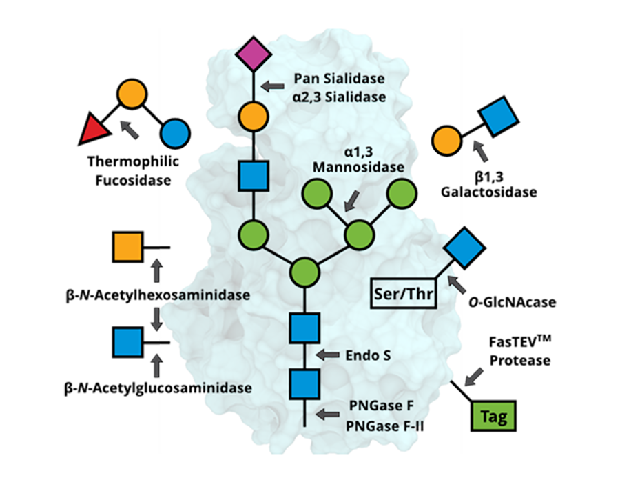 Enzyme figure 08.2025 900p glycan-processing