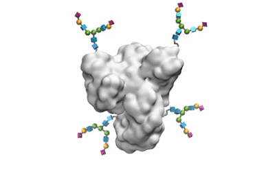 Enriching N-Glycoconjugates: How N-GlyRich can Enhance your Research