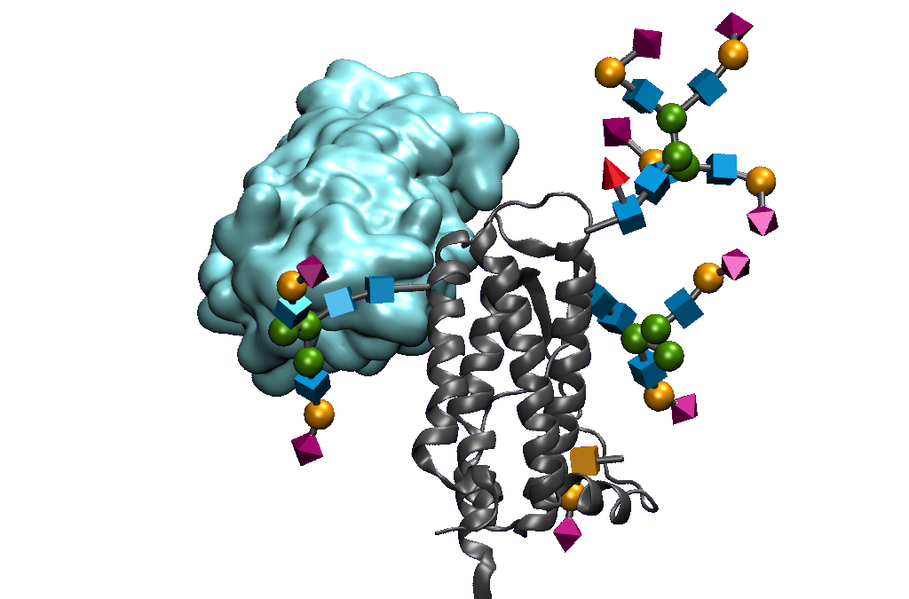 Probing for N-Glycans: N-GlyFind Tech Overview