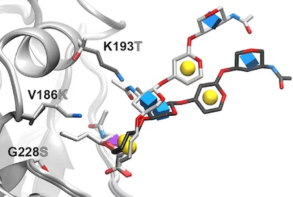 H7N9 mutations enable human-type receptor specificity.