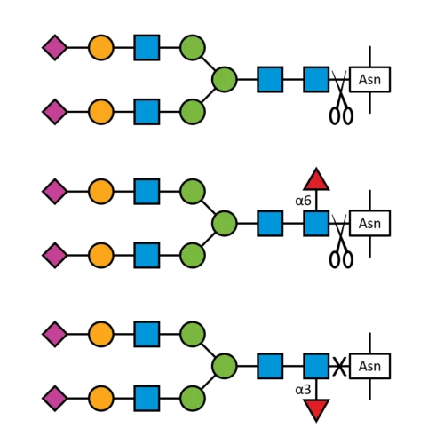 PNGase F Enzyme by Lectenz Bio: Efficient Deglycosylation