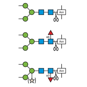 PNGase F-II: Advanced Glycoprotein Deglycosylation | Lectenz Bio