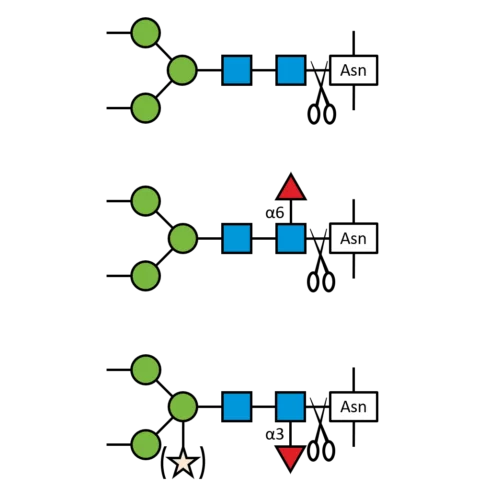 PNGase F-II: Advanced Glycoprotein Deglycosylation | Lectenz Bio