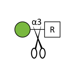 Alpha 1,3 Mannosidase: Precision Glycan Editing | Lectenz Bio