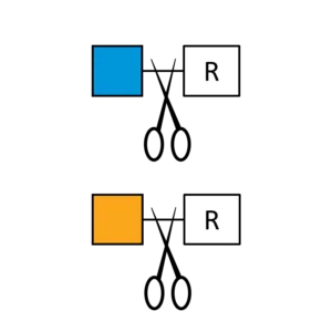 Beta-N-Acetylhexosaminidase