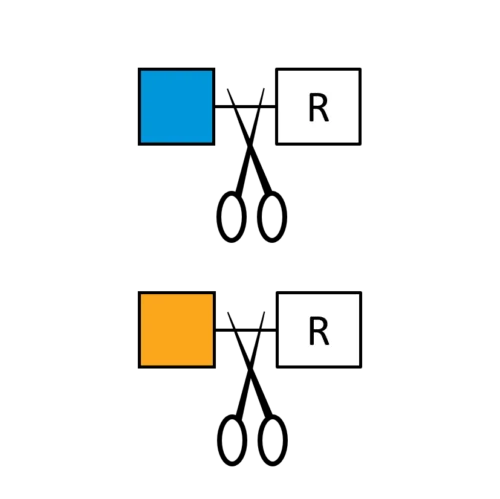 Beta-N-Acetylhexosaminidase