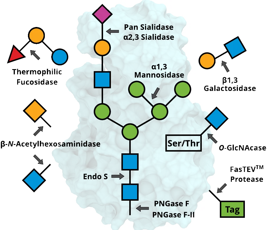 glycan-processing