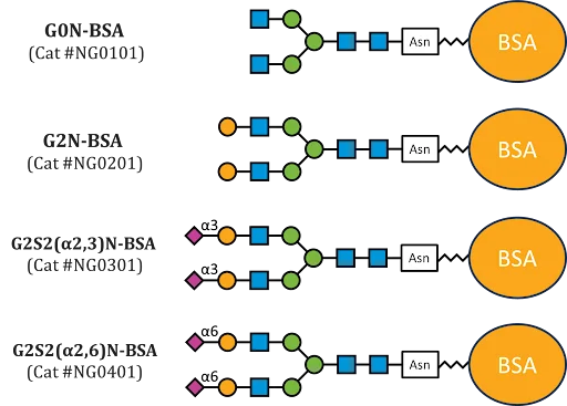 Neoglycoproteins-BSA N-Glycoprotein Standards image