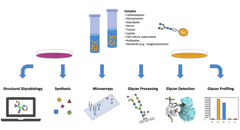 lectenz-application-workflow