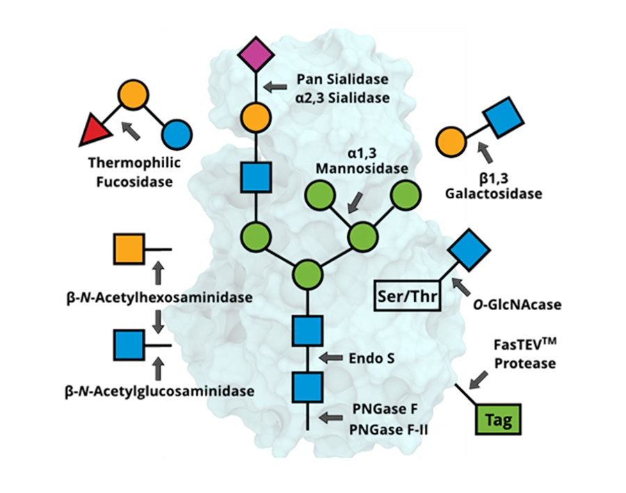 glycan-processing