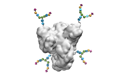 Enriching N-Glycoconjugates: How N-GlyRich can Enhance your Research